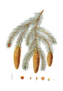 Himalayan spruce, Picea smithiana, Himalayan spruce fir, tree, digitally enhanced reproduction of
