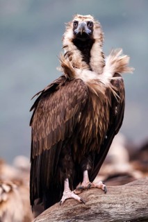 Cinereous Vulture (Aegypius monachus), Castile-La Mancha, Spain