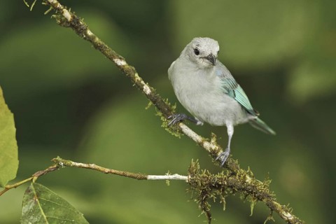 Blue-grey Tanager (Thraupis episcopus), Ecuador