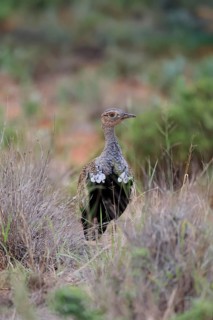 Red-crested Bustard (Lophotis ruficrista), adult, foraging, vigilant, Mokala National Park, South