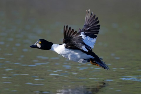 Common Goldeneye (Bucephala clangula) male flying, Saxony, Germany