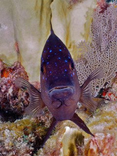 Yellowtail damselfish (Microspathodon chrysurus)