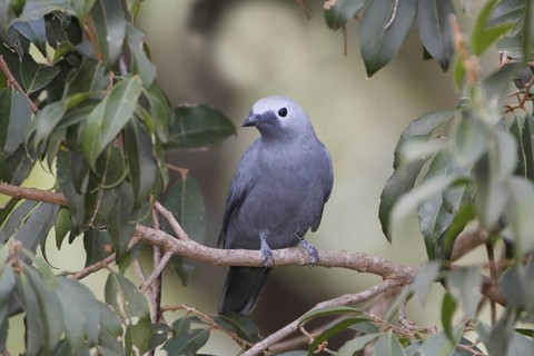 Grey Cuckooshrike (Coracina caesia), Masai Mara, Kenya