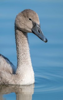 Mute swan (Cygnus olor) young bird swimming on a pond, Thuringia, Germany
