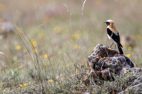 Black-eared Wheatear (Oenanthe hispanica) male, Castile and Leon, Spain