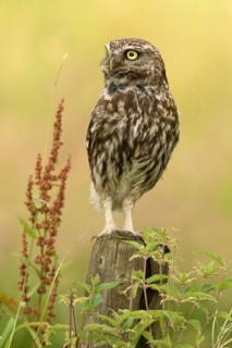 Steenuil rekt zich uit op paal, Little Owl stretching out on pearch