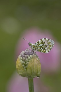 Orange tip (Anthocharis cardamines) butterfly resting on a garden Allium flower head in the