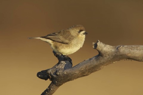 Southern Whiteface (Aphelocephala leucopsis), Australian Capital Territory, Australia