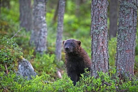 Wolverine, (Gulo gulo), animals, mammals, martens, dog-species, predators, Finland, Scandinavia