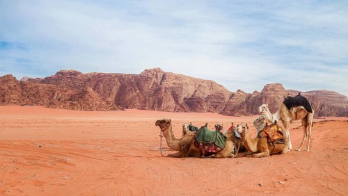 A serene scene of camels resting on the red sands of Wadi Rum, Jordan, with towering rock