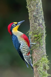 Yellow-fronted Woodpecker (Melanerpes flavifrons) perched on a branch in the Atlantic Rainforest of
