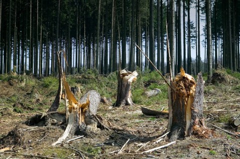 Storm damage after the windstorm Kyrill in 2007, Meinerzhagen, North Rhine-Westphalia, Germany