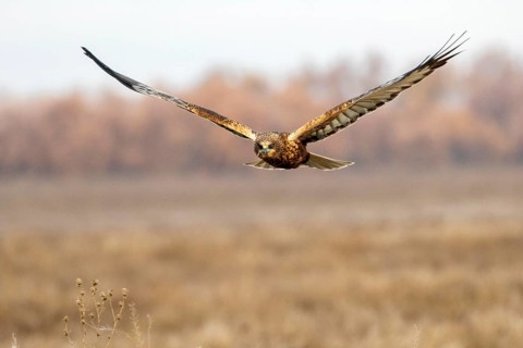 Western Marsh Harrier (Circus aeruginosus) male flying, Castile-La Mancha, Spain