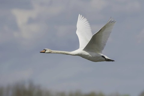 Mute Swan (Cygnus olor) flying, Saxony, Germany