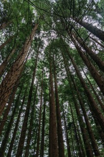 Sequoias Forest in Cabezon de la Sal, Cantabria, Spain