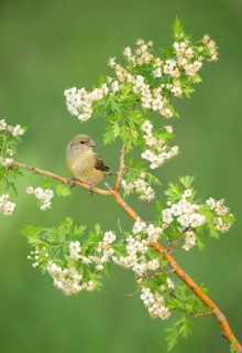 Red Crossbill (Loxia curvirostra) female perched on a branch, Colorado, USA