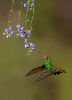 Rufous-tailed Hummingbird (Amazilia tzacatl) at the Nature Pavilion in La Virgen, Costa Rica