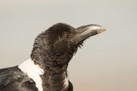 Pied Crow (Corvus albus), Gambia