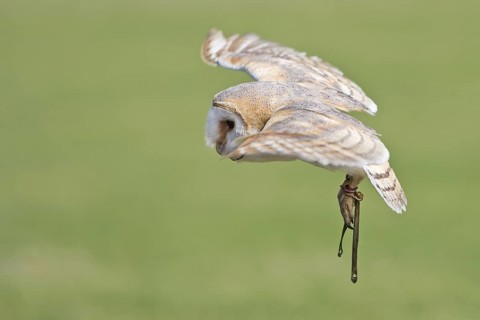 Western Barn Owl (Tyto alba) flying, Hesse, Germany