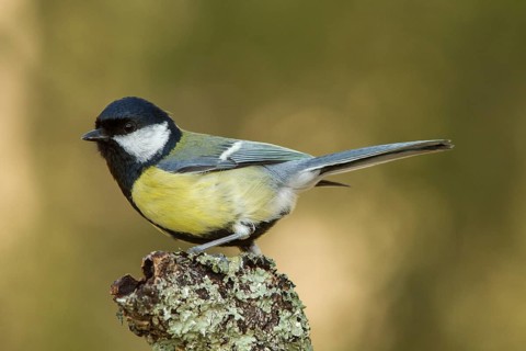 Great Tit (Parus major), perched on a branch, Galicia, Spain