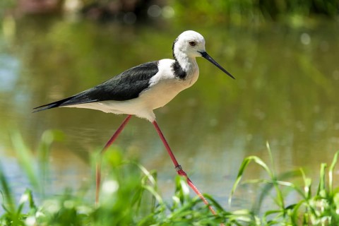 Black and white bird with red leg on green background in water, Black Black-winged Stilt
