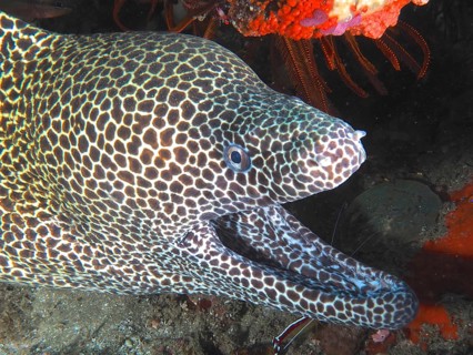 Reticulated moray eel (Gymnothorax favagineus Gymnothorax permistus)