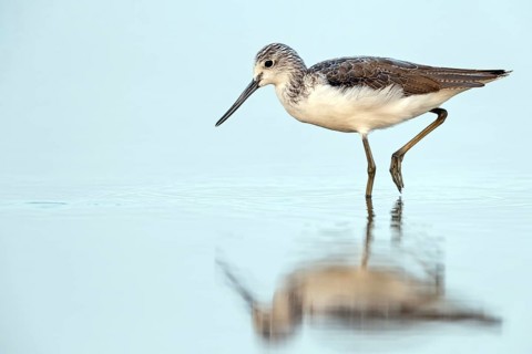 Greenshank, (Tringa nebularia) Wading bird, limesticks, foraging in mudflats, snipe family Muscat,