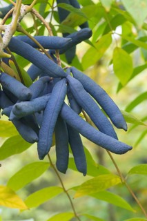 Blue pod (Decaisnea fargesii), Germany