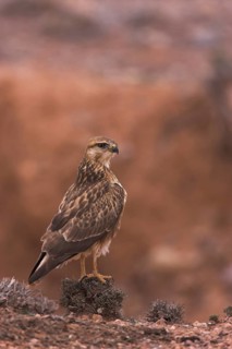 Long-legged Buzzard (Atlas) (Buteo rufinus cirtensis), Morocco