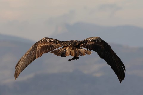 A young bearded vulture soars through the sky, its massive wings fully extended while carrying a