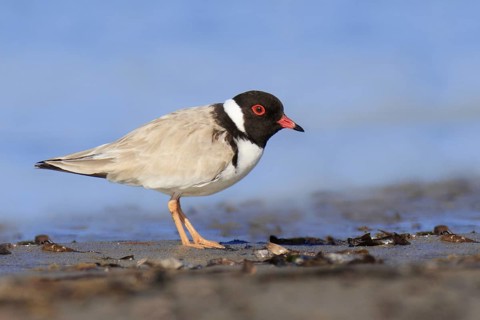 Hooded Dotterel (Thinornis cucullatus), Victoria, Australia