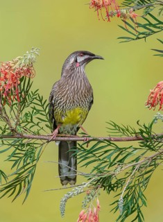 Red Wattlebird (Anthochaera carunculata), Victoria, Australia