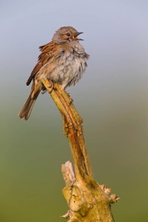 Heckenbraunelle, Dunnock, Hedge Accentor, Prunella modularis, Accenteur mouchet, Acentor Común