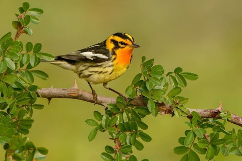Blackburnian Warbler (Setophaga fusca) male, Texas, USA