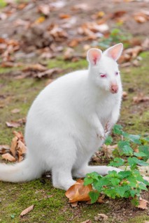 An albino Red-necked wallaby or Bennett's wallaby (Macropus rufogriseus) sits on a meadow looking