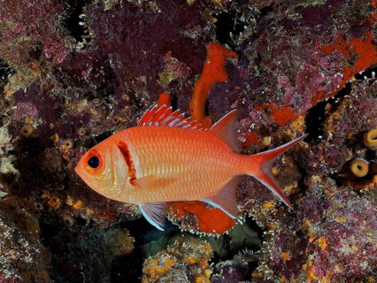 Blackbar soldierfish (Myripristis jacobus)