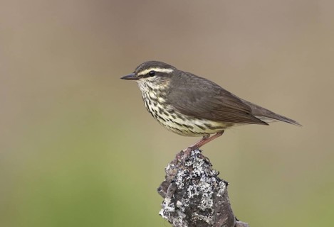Northern Waterthrush (Parkesia noveboracensis), Alaska, USA