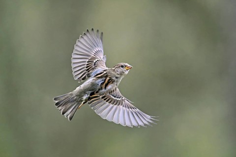 House Sparrow (Passer domesticus), female in flight, Meienberg, Canton Aargau, Switzerland