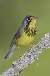 Canada Warbler (Cardellina canadensis), Ontario, Canada