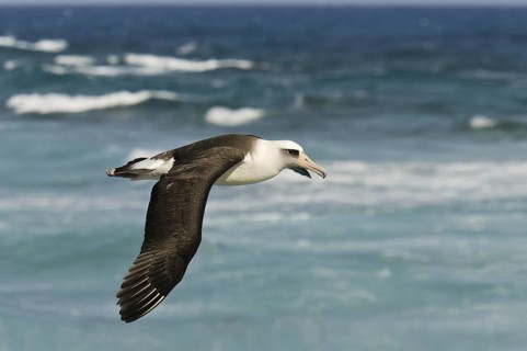 Laysan Albatross (Phoebastria immutabilis) flying, Hawaii, USA