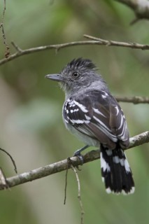 Bolivian Slaty-Antshrike (Thamnophilus sticturus) perched on a branch in Bolivia, South America