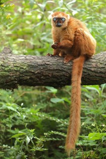 Blue-eyed maki (Eulemur macaco flavifrons), female, adult, tail, long, captive