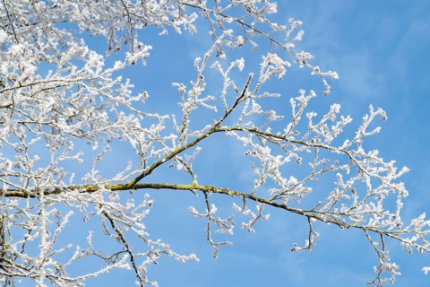 Black alder (Alnus glutinosa), branches, twigs and fruit clusters with hoarfrost, blue sky,