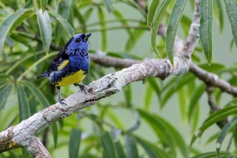 Turquoise Tanager (Tangara mexicana) perched on a branch in Ecuador