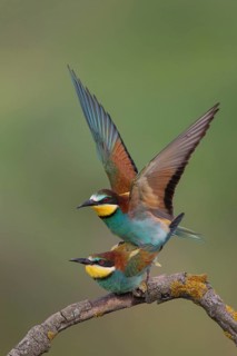 European Bee-eater (Merops apiaster) pair mating, Bulgaria