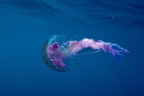 An impressive luminous jellyfish (Pelagia noctiluca) with pink and purple tones swims in the deep