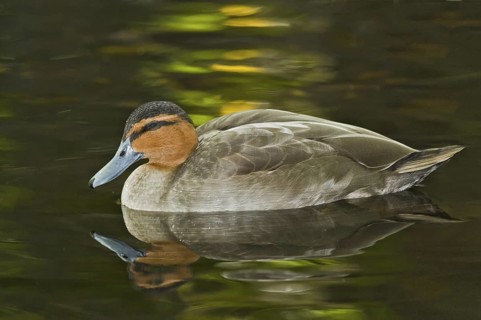 Philippine Duck (Anas luzonica), Florida, USA