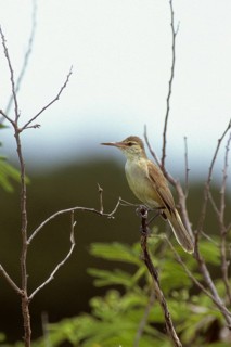 Nightingale Reed Warbler, Acrocephalus luscinius, Mariana Islands, Saipan, Endangered species