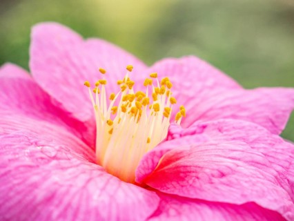 A stunning close up of a vibrant pink flower showcasing its delicate petals and bright yellow