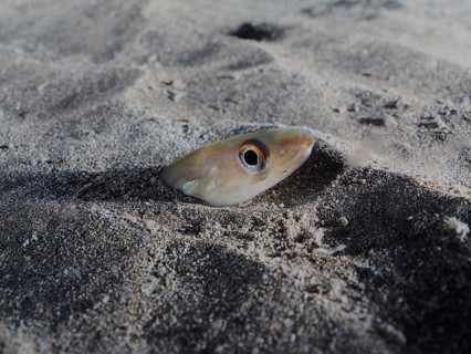 Golden Balearic sea eel (Ariosoma balearicum)
